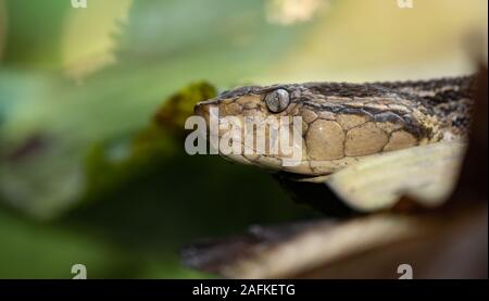 Serpent dans Costa Rica Banque D'Images