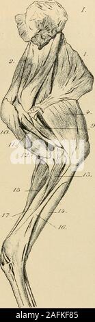 . Annales des sciences naturelles. Fig. 39. - Superficiols les muscles du membre antérieur : Girafe dune /. face interne:E, face externe.- / dorsale ; j. le grand, sus-épineux : 5. deltoïde, ou abducteurdu ; un long bras, triceps, ou long anconé, ou gros extenseur de iavant-bras : .5:6, biceps, radial, ou extenseur antérieur du métacarpe oblique ; 7, extenseur du méta-carpe ; 8, externe, ou fléchisseur cubital externe du métacarpe : 9, partie du longanconé, ou triceps : W, pectorales ; profond , coraco-brachial, ou omo-brachial ;i2, coraco-• ; radial/. ?, fléchisseur interne du métacarpe : ?/•4 cubital, dans Banque D'Images
