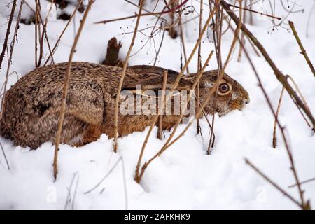 Le lièvre (Lepus europaeus) caché sous un buisson sur la neige Banque D'Images