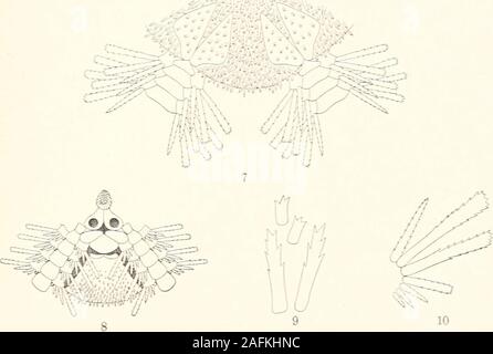 . Die Fauna südwest-Australiens. Ergebnisse der Hamburger südwest-australischen Forschungsreise 1905. rminespar quelques spinules tres courtes : quelques-uns de ces bätonnets sallongenten piquants assez forts, offrant dans leur moitie externe de grosses denti-culations et qui se seuls the vers la peripherie du disque. Lesboucliers radiaux sont tres grands, triangulaires, contigus en etdivergents en dedans : ils portent dans leur région proximale plus quelquesbätonnets in numerous Texemplaire de Sharks Bay, moins abondantsdans lautre. Ophiuroidea- 251 La face ventrale du disque officier Banque D'Images