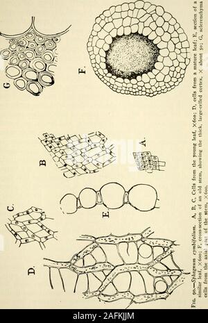 . La structure et le développement de mousses et de fougères (Archegoniatae). h le rhomboidalform symétrique des cellules de la jeune feuille est due en grande partie (Fig. 90).Les feuilles ne conservent leurs trois-classé organiser-ment, mais à partir de la première prolonger plus d'un tiers de la cir-cumference de la tige, de sorte que leurs bases se chevauchent, et theleaves devenir très encombré, et les deux cinquième arrangement isestablished. La mesure dans laquelle le tissu central de l'stemis développé varie avec l'épaisseur de la branche. C'est de la tige dans le grand, mais aussi dans les petites branches terminales il ismuch moins de Banque D'Images