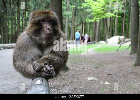 Affenberg Salem Monkey en berbère, Allemagne Banque D'Images