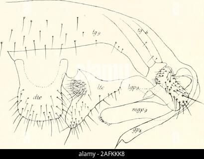 . Die Fauna südwest-Australiens. Ergebnisse der Hamburger südwest-australischen Forschungsreise 1905. hn findet dieses ; an der base artikuliert jeein Hakens-zähniges Klammerorgan 2. Weiblicher Sexualapparat : Telson (Fig. 4) {Mittelklappe, normal)fast dte rechtwinklig abgestutzt Sinnesfeld kreisrund ; rapide. 8. und 9. Tergitverwachsen (Fig. 4). 8. Sternit hinten mit einem breiten, parallelseitigen, Langen, zapfen-artigen Auswuchs (Fig. 5), der vermutlich aus dem 9. Sternit entstanden ist. Flügel hyalin, mit sehr blaßbräunlichem la tonne. Pterostigma,hellbraun beim ? An der Spitze braun ; diese Färbung Banque D'Images