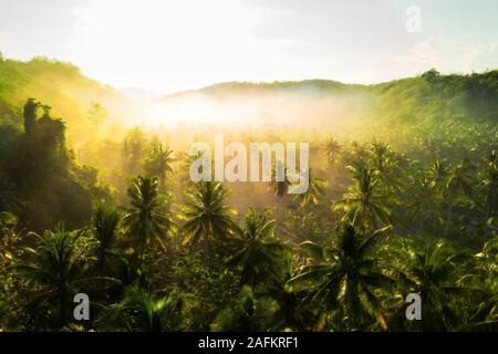 Nature aérienne paysage forêt tropicale avec palmier et brouillard au lever du soleil. Bali, Indonésie Banque D'Images