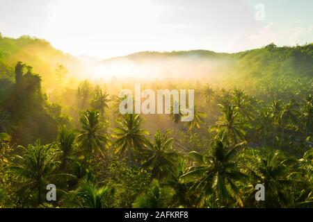 Aerial plantation de palmiers à huile dans le sud de la Thaïlande Banque D'Images