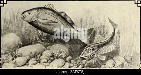 . St Nicholas [Série]. Le PELICANTHE-POISSON QUEEK DEEP-SEA ANGLER. sirable objets sont emportés dans les fishsmouth. Les tiges des plantes sont l'entourant. L'EAU SALÉE BRUYANT TAMBOUR (À GAUCHE) ET DE LA MER-ROBIN. 940 NATURE ET SCIENCE POUR LES JEUNES GENS [Aug., parfois formés au-dessus de la dépression andform nettoyé un parfait Bower. Mais de tous les nids étrange, celui qui m'a le plus haspleased est celle de l'Indien paradis-poisson, conservés dans une maison ordinaire de l'aquarium. Thisfish est nouvelle, non seulement en raison de son brilliantmarkings, mais il a également respire l'air, et n'a pas,comme d'autres poissons, dépendent de sa Banque D'Images