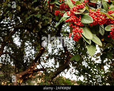 Close up of cotoneaster cornubia fruits rouges Banque D'Images