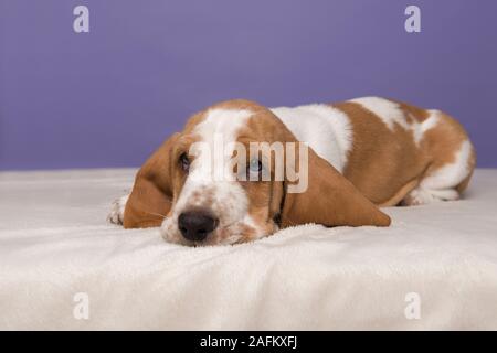 Cute basset hound chiot couché regardant la caméra sur fond violet Banque D'Images