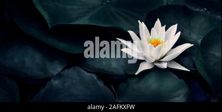 Belle fleur de lotus blanche libre. Nénuphar exotique fleur sur feuilles vert foncé. Fine art concept minimal fond nature. Bien-être et spa rela Banque D'Images