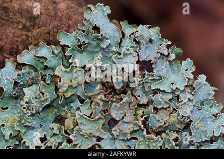 Close-up d'un lichen foliacé, éventuellement bouclier martelé lichen Banque D'Images