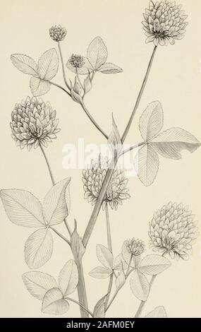 . L'abeille : un manuel d'instruction dans l'apiculture. {{Trifoliu trèfle incarnat Iri/oltiini inctirtuitiimi. Bui. 1, nouvelle série, Div. of Entomology, U I r de la culture. X. de la plaque. Banque D'Images