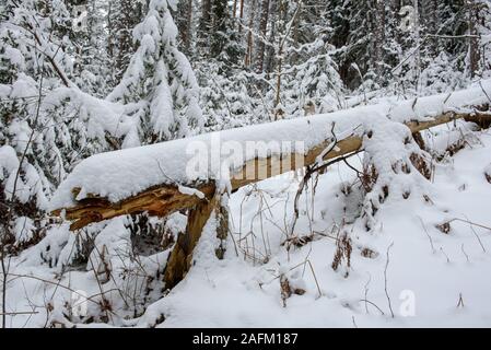 Couvert de neige, arbre tombé dans la forêt. Banque D'Images