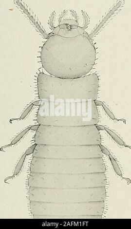 . Bulletin du Muséum national d'histoire naturelle. Fig. i. - Soldat. Xi3.. S Fig. 2. - Larve de h millim. fi.X i5. Banque D'Images