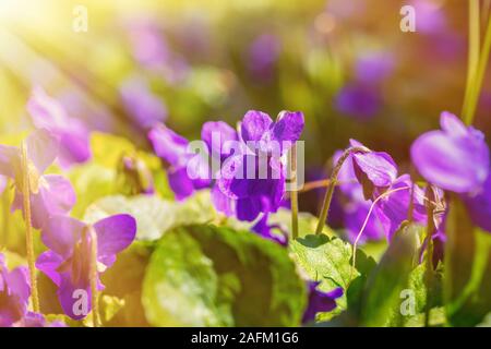 Belles fleurs violettes odorata dans les rayons de lumière. Les premières fleurs du printemps. Fond naturel avec sun flare Banque D'Images