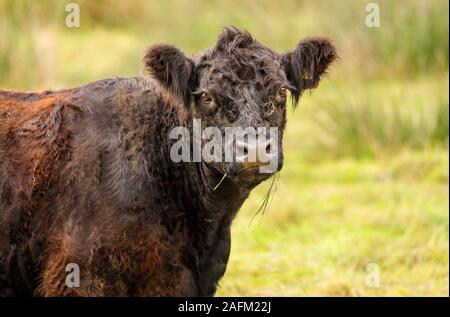 Galloway dans le Nord de l'Allemagne. Banque D'Images