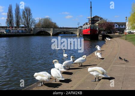 Les Cygnes tuberculés sur la rivière Nene Embankment Gardens, Ville de Peterborough, Cambridgeshire, Angleterre, RU Banque D'Images