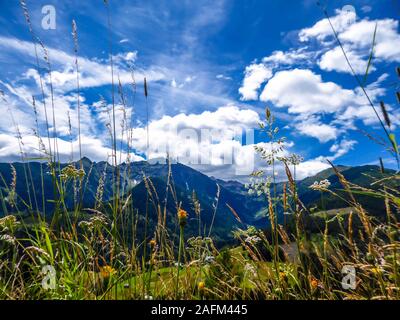 Une rangée de fleurs sauvages fleurissent sur une prairie alpine. Fleurs jaune d'emmêlement avec des brins d'herbe. Des sentiers de randonnée dans la haute montagne. L'herbe verte Banque D'Images