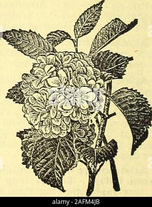 . De manuel tout pour le jardin : 1894. ANDIFLORA. Très belle.Le meilleur arbuste à feuilles d'or, LE JAPON SNOWBALL. (Viburnum Plicatum.) Une nouvelle variété de Snowball du Japon, et des plus grands arbustes en existence. Growthupright et compact. Greenthrough olive feuillage l'été, mais à l'automne, il turnsmuch plus sombre et reste sur la plante pour quelque temps après les premières gelées. Fleurs 4 à 6 inchesacross. Les feuilles sont deux par deux le long de la tige, et à partir de la base de chaque feuille une boule d'flowersappears. Il y a souvent autant de comme pairsof ces dix ou vingt balles, sur une branche 18 incheslong. L Banque D'Images