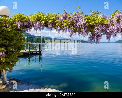 Décorations florales à Wörtersee, Pörtschach, Autriche. Beau lac, entouré par les Alpes. Ce lac est le réservoir d'eau potable. Ros rose Banque D'Images