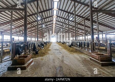 Omro, Wisconsin - l'étable à Knigge Farms, une ferme laitière avec des machines à traire. Banque D'Images