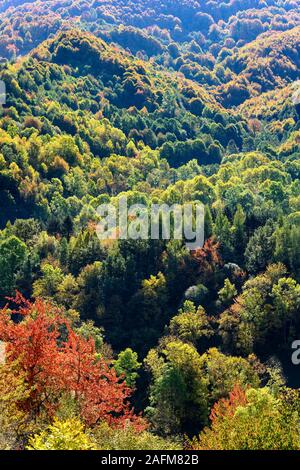 L'automne dans la cimenterie Sharr Mountain National Park près de Prevalla, au-dessus de Prizren, au Kosovo, au centre des Balkans. Banque D'Images