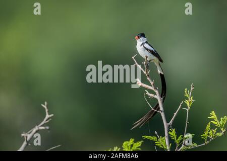 Pin-tailed Whydah isolé dans l'arrière-plan naturel dans le parc national Kruger, Afrique du Sud ; Espèce Vidua macroura) famille de Viduidae Banque D'Images