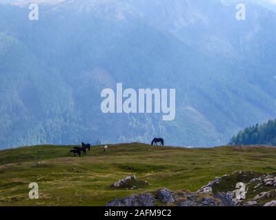 A entendu parler de chevaux pâturage sur la prairie alpine. Les animaux sont calmes, le pâturage sur une grande aire ouverte. Des sentiers de randonnée dans la haute montagne. Chaînes sans fin Banque D'Images