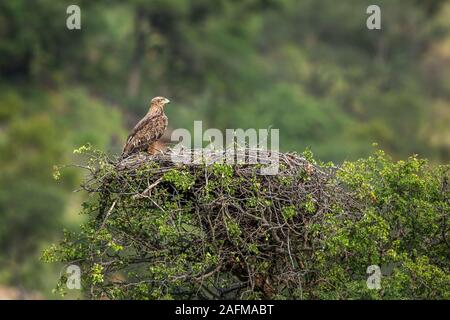 Aigle ravisseur nichant dans le parc national Kruger, Afrique du Sud ; espèce de la Famille des Accipitridae Aquila rapax Banque D'Images