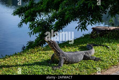 L'eau de l'Asie par varan le lac de Kandy / Sri Lanka Banque D'Images