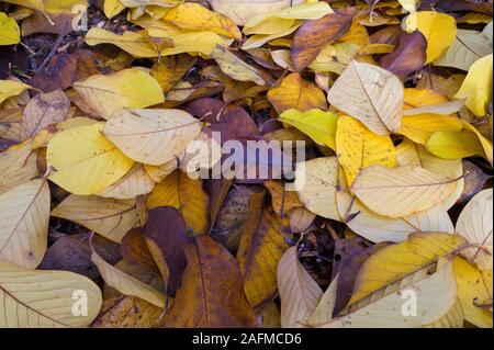 Les feuilles d'automne sur le terrain dans les Territoires du Banque D'Images