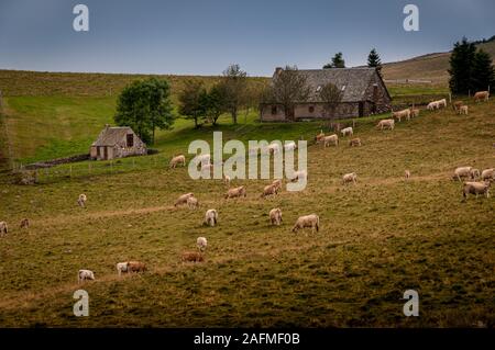 Vaches qui paissent nr vieille maison en pierre dans la campagne ,Lozere , France. Banque D'Images