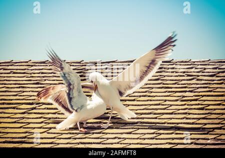 Bec Bec de disputes entre deux mouettes de l'Ouest sur un toit en bardeaux de bois sur un bâtiment de la côte de Santa Barbara, CA Banque D'Images