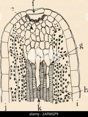 . Anatomie végétale du point de vue du développement et les fonctions des tissus, et le manuel de micro-Technic. long leafmargins la. Ce type de développement où l'eau atteint itshighest-les stomates sont présents dans l'eau qui epidermisthrough excrété dans FhaseDius muitiflorus lesécrous des brides des lames de. Les espaces intercellulaires est expulsé. Ce (après Haberlandt.) est illustré par Primula sinensis ou hydatodes se produisent dans les dents de la marge foliaire (Fig. 121). Des expériences physiologiques montrent que beaucoup de hydatodes excretewater à travers l'activité de leurs cellules, puisqu'excretionstops après ils h Banque D'Images