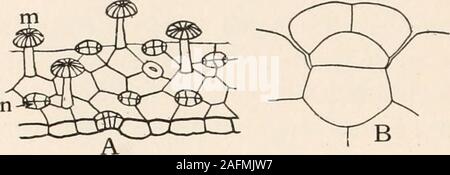 . Anatomie végétale du point de vue du développement et les fonctions des tissus, et le manuel de micro-TECHNIC. Cruciferas paridaceae-Cap, et quelques autres familles ont trouvé des cellules spéciales de-voté à la sécrétion d'enzymes, tels que myrosin. Le jeu de mots-gence de ces plantes est due à l'huile de moutarde allyliques, produites, il issaid, au moment du dommage causé à l'usine par l'action de mon-rosin sur le potassium myronate glucoside qui est associée à l'effervescence. Le glucose et sulfate de potassium sont otherproducts de cette réaction. Les glandes digestives de plantes insectivores sont uniques inthat thei Banque D'Images