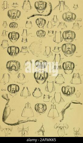 . Mémoires et travaux de la société philosophique et littéraire de Manchester. 1314 Hoskyns-Abrahall j5 Constance Lith. ad Nat. Imp. J. Galloway & Son, Manf MÉMOIRES ET TRAVAUX, MANCHESTER ALLUMÉ. Et PHIL. SOC. ^e Series, vol. III. Les hyménoptères.-plaque. X.. Constance] Hoskyns-Abrahal, Lith. ad Nat. Imp. J. Galioway & Fils. Mémoires et travaux de l'homme*, MANCHESTER ALLUMÉ. Et PHIL. SOC. Banque D'Images