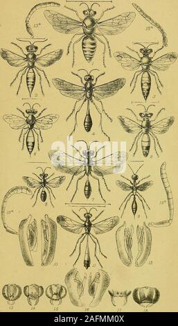 . Mémoires et travaux de la société philosophique et littéraire de Manchester. Mémoires ET TRAVAUX, MANCHESTER ALLUMÉ. Et PHIL. SOC. 4-th Series, Vol. Mauvais HYMENOPTERA - Planche IX.. 1314 Hoskyns-Abrahall j5 Constance Lith. ad Nat. Imp. J. Galloway & Son, Manf MÉMOIRES ET TRAVAUX, MANCHESTER ALLUMÉ. Et PHIL. SOC. ^e Series, vol. III. Les hyménoptères.-plaque. X. Banque D'Images