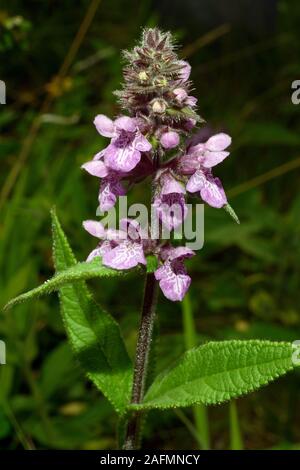 Stachys palustris (marsh woundwort) originaire d'Europe et d'Asie de plus en plus de terres arables, prairies humides et des déchets au sol. Banque D'Images