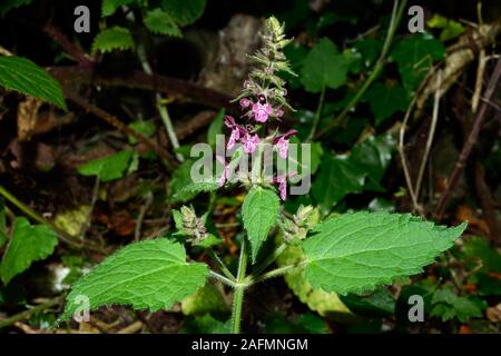 Stachys sylvatica (hedge woundwort) se produit dans les zones tempérées de l'hémisphère nord dans les bois et prairies non gérés. Banque D'Images