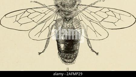 . L'abeille : un manuel d'instruction dans l'apiculture. ^^^** Km J^. N.^ Banque D'Images