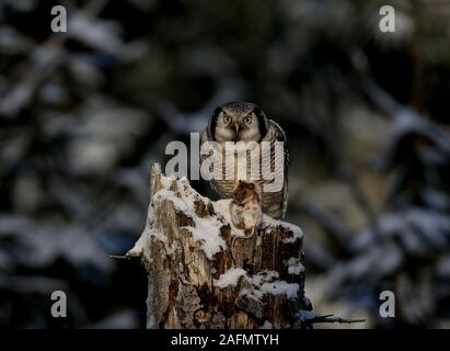 Chouette de buse sur une souche d'arbre haute avec la souris dans les griffes Banque D'Images