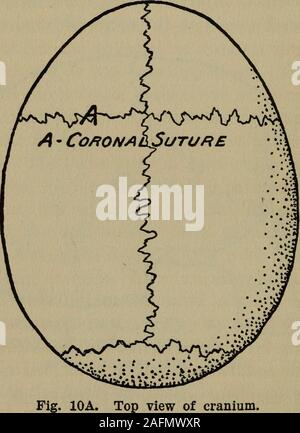 . Loi cosmique ; l'immortalité de l'âme et l'existence de Dieu. - Un SutureB coronale Suture pariétale  Fig. 10. Vue latérale du crâne. et à compliquer le problème de la construction, les murs du fort doivent être pris fin (x), et de plusieurs pièces pas sorigidly réunis pour nuire à la croissance du cerveau, et pas si lâchement réunis pour être liableto luxation accidentelle. En outre, il était inévitable que le fort devraient être parfois soumis à de violentes tensions. 1 L'épaisseur moyenne du crâne est d'environ un cinquième d'un pouce. 148 Le squelette humain dans tous les animaux Banque D'Images