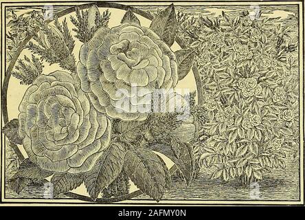 . De manuel tout pour le jardin : 1894. n l'ombre rouge, carmine.Sydonie. Pourpre Violet.Triomphe dAlencon. Rose pourpre foncé.Triomphe de Reims. Couleur rose clair. Victor Verdier. Rose brillant, bordé de carmin ; violet taille extra large.1ère, 50 cts. chaque, $5.90par doz. ; set 60 variétés, $20.00.2d 40 4,00 15,00 60. 3d 10 1,00 5,00 60. Spécial, L,OW OFFRE. à 15 mois ou 10 Hardy Roses pour 1 $. Cette offre est faite spécialement pour l'benefitof nos clients qui vivent loin des bureaux de messageries et généralement obtenir des plantes par mail. À ce faible taux de la sélection de variétés doivent beleft entièrement à us Banque D'Images