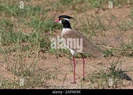 À tête noire le vanneau sociable (Vanellus tectus tectus) adulte debout sur les prairies sèches du parc national Murchison Falls, l'Ouganda Novembre Banque D'Images