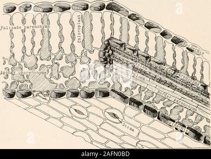 . Anatomie végétale du point de vue du développement et les fonctions des tissus, et le manuel de micro-Technic. alisade et du parenchyme spongieux, et theygather à partir de ces aliments et la mener à les tubes criblés dans thelarger veines, comme décrit dans le chapitre suivant. Les espaces intercellulaires dans le parenchyme spongieux sont muchlarger que ceux dans le parenchyme palissadique, et ils freelycommunicate avec eux et avec le spacesin intercellulaire le parenchyme palissadique, et ainsi sont bien adaptés à la distribuer receiveand le dioxyde de carbone qui entre dans le cadre par l'principalement parce que la plupart de surface Banque D'Images