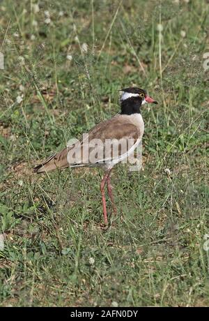 À tête noire le vanneau sociable (Vanellus tectus tectus) adulte debout sur les prairies sèches du parc national Murchison Falls, l'Ouganda Novembre Banque D'Images