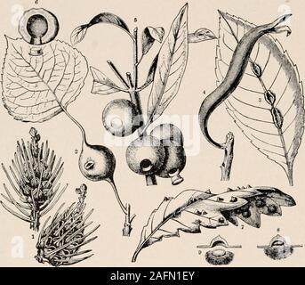 . Introduction à la zoologie ; un guide pour l'étude des animaux, pour l'utilisation d'écoles secondaires ;. FIG. (J8. - Le black-Simulium,voler. En-larged. FromPackard. À partir de 1 shmtl, ensemble ; ou simultas, une rencontre hostile. 2 KTJKIS, gall-apple ; /xi" ?a, voler. 68 Zoologie ou galles sont produites. Les galles se forment seulement à pousser le tissu ing comme l'extrémité des branches, les bourgeons de fleurs et feuilles, orgrowing sont moins frappants sur l'ensemble de thegalls des hémiptères (Fig. 69). Un certain type de culot-fly,appelé fly-Hesse (Fig. D), est extrêmement dommageable pour le blé. FIG. (&Gt ;-). -- Galles sur les plantes produites par il Banque D'Images