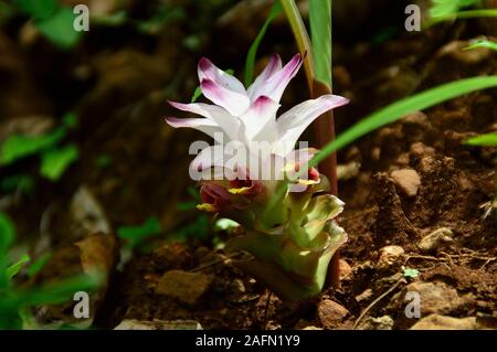 Close-up du curcuma fleur dans farm field Banque D'Images