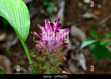 Close-up du curcuma fleur dans farm field Banque D'Images