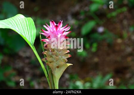 Close-up du curcuma fleur dans farm field Banque D'Images