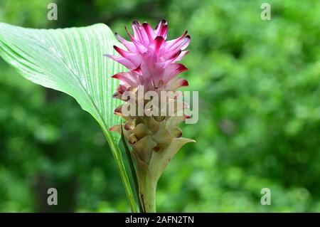 Close-up du curcuma fleur dans farm field Banque D'Images